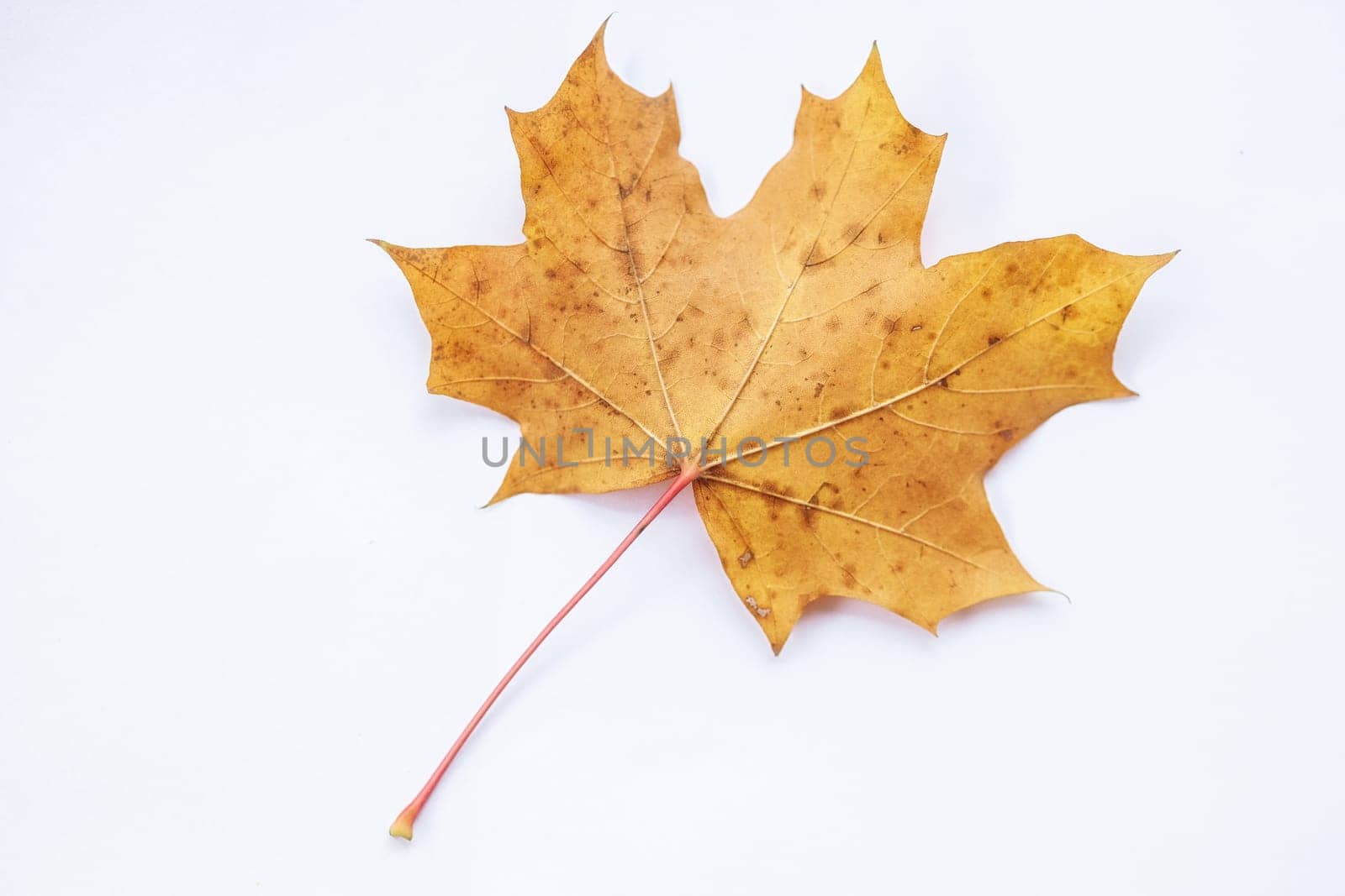 Autumn Leaf