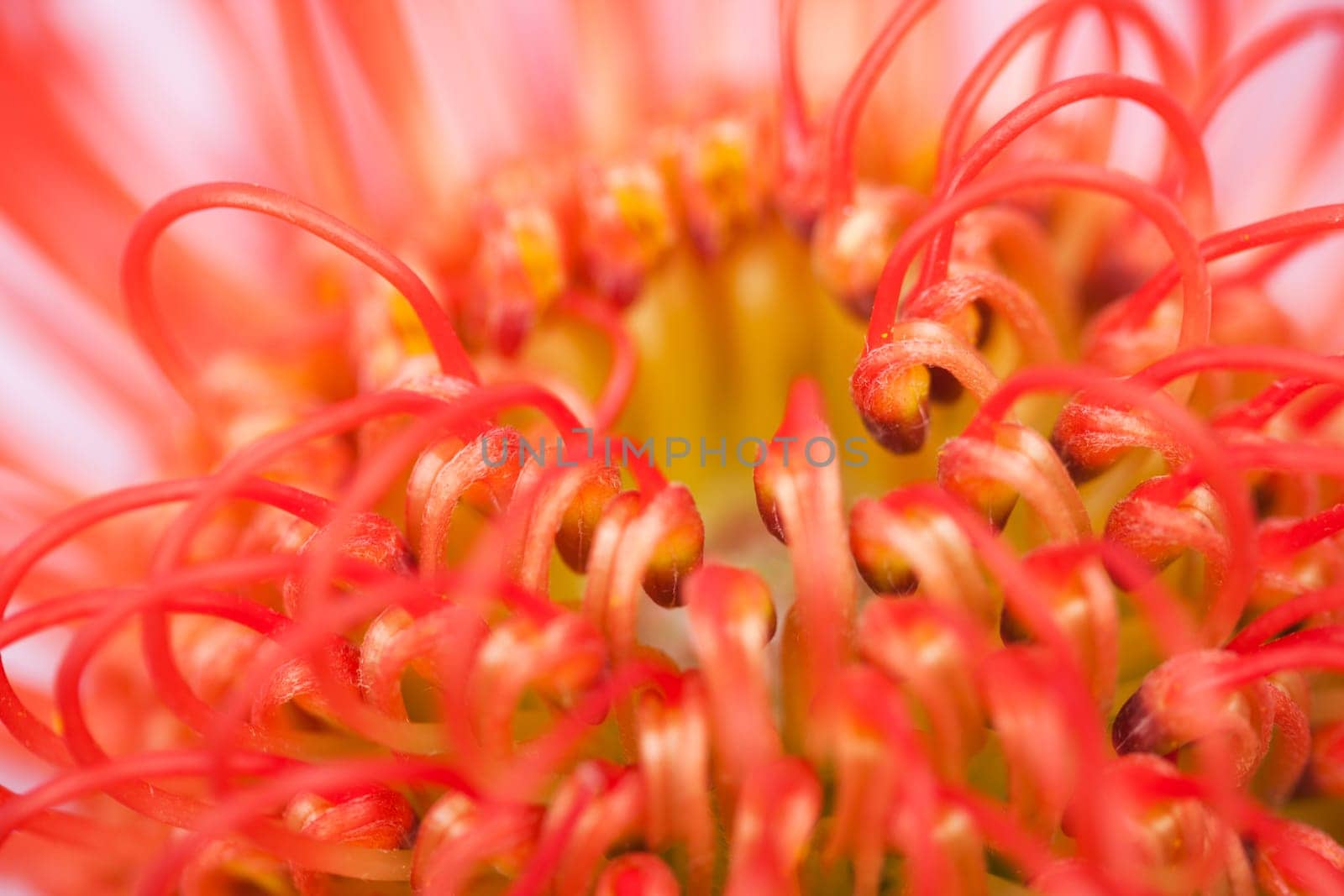 Red Blossom
