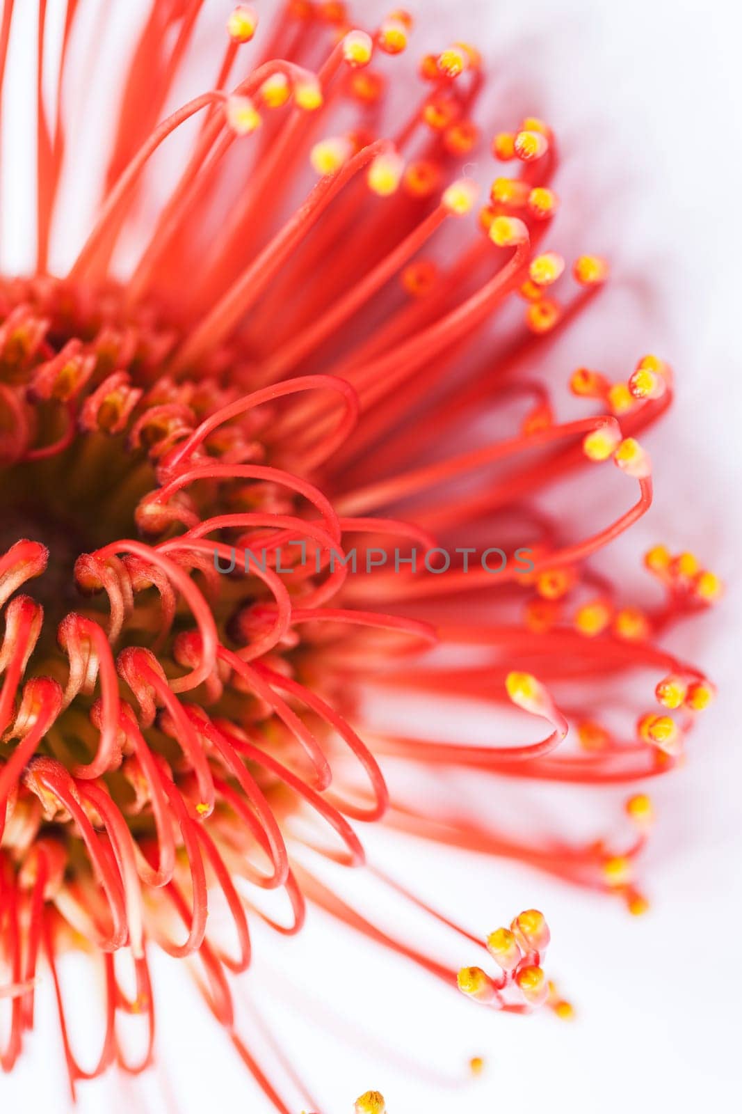 Red Blossom