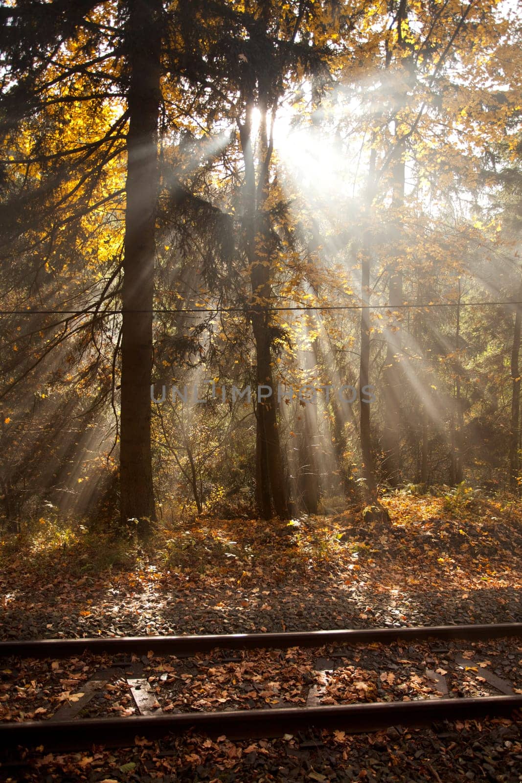 Sunlight in the autumn forest