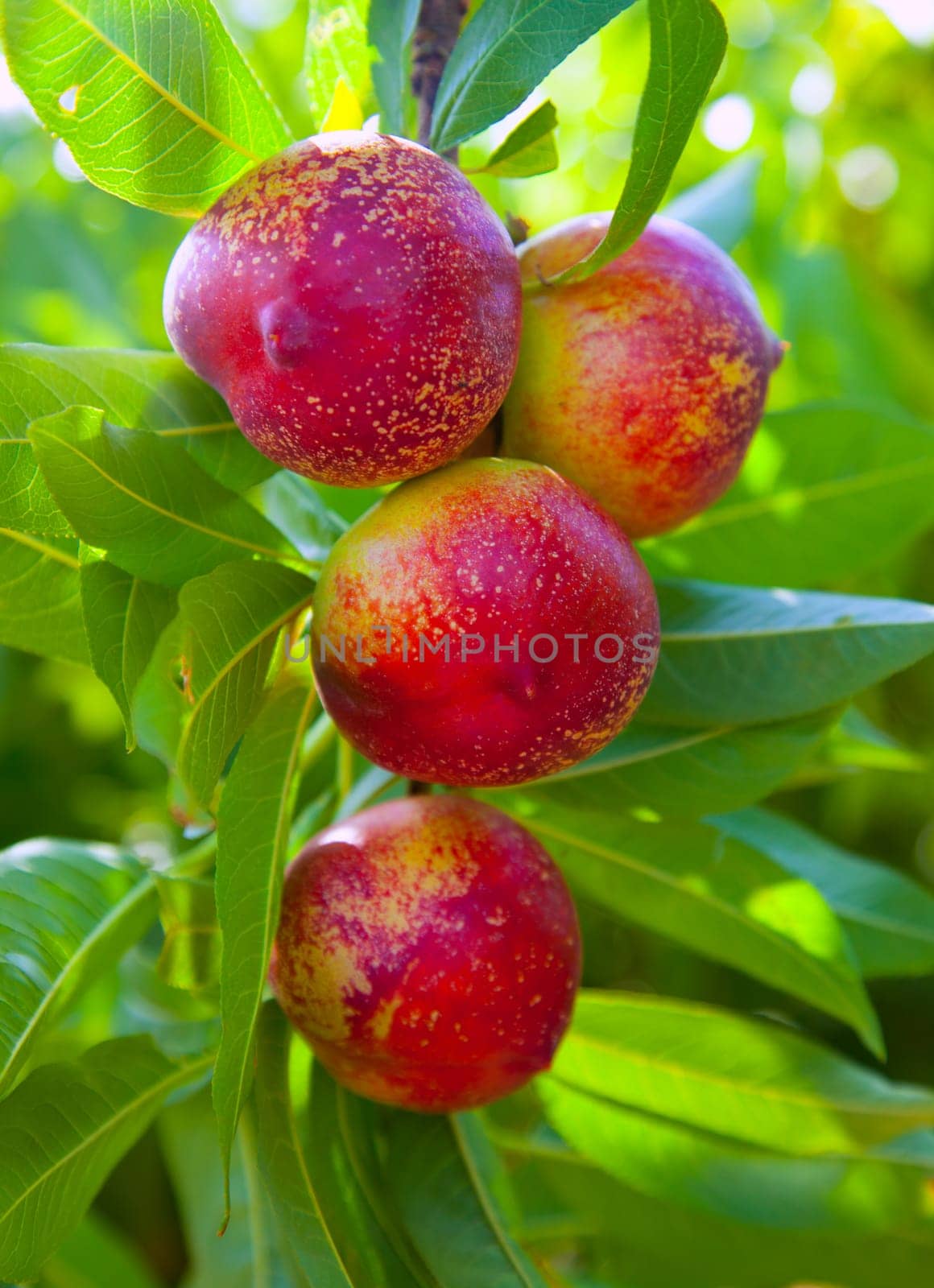nectarine fruits on a tree with red color and green fresh leaves