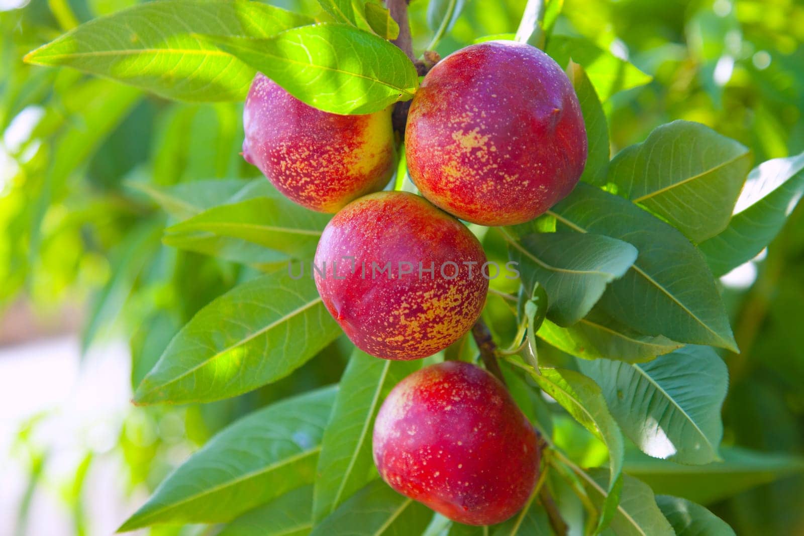 nectarine fruits on a tree with red color and green fresh leaves