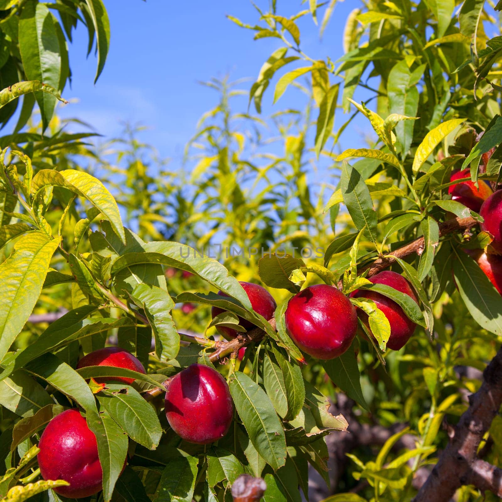nectarine fruits on a tree with red color and green fresh leaves