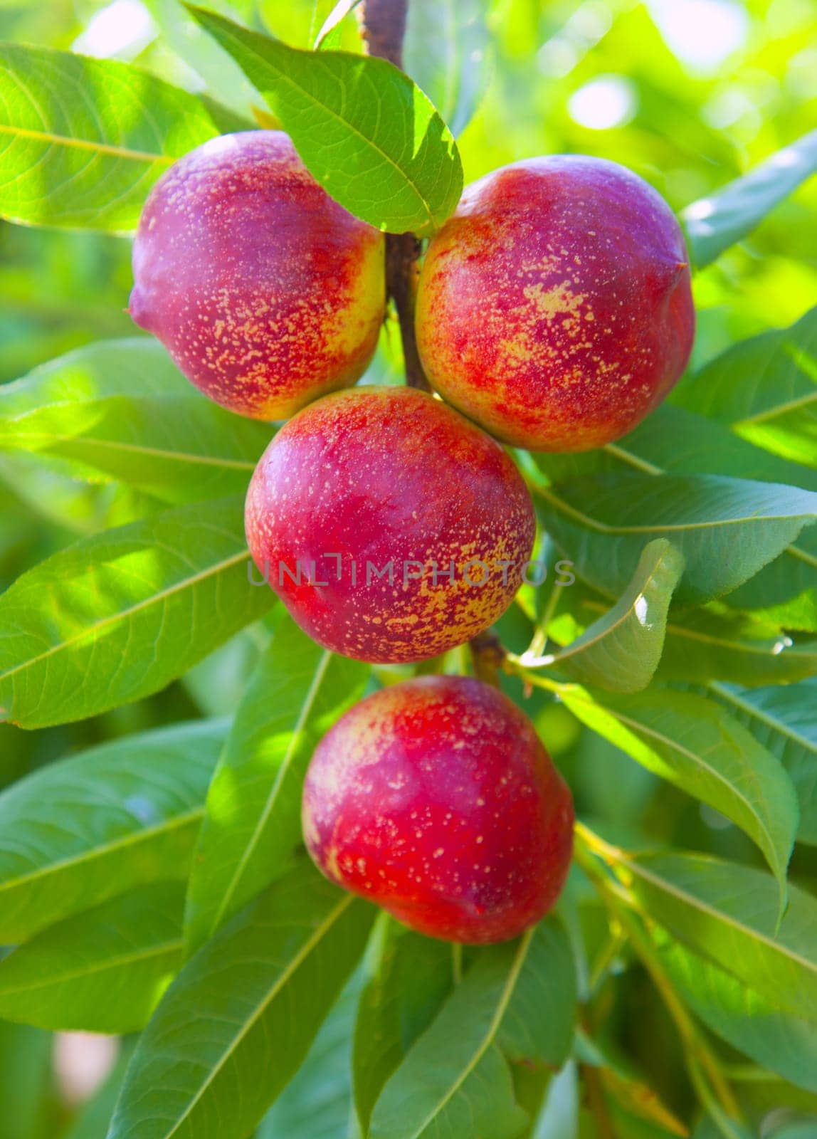 nectarine fruits on a tree with red color and green fresh leaves
