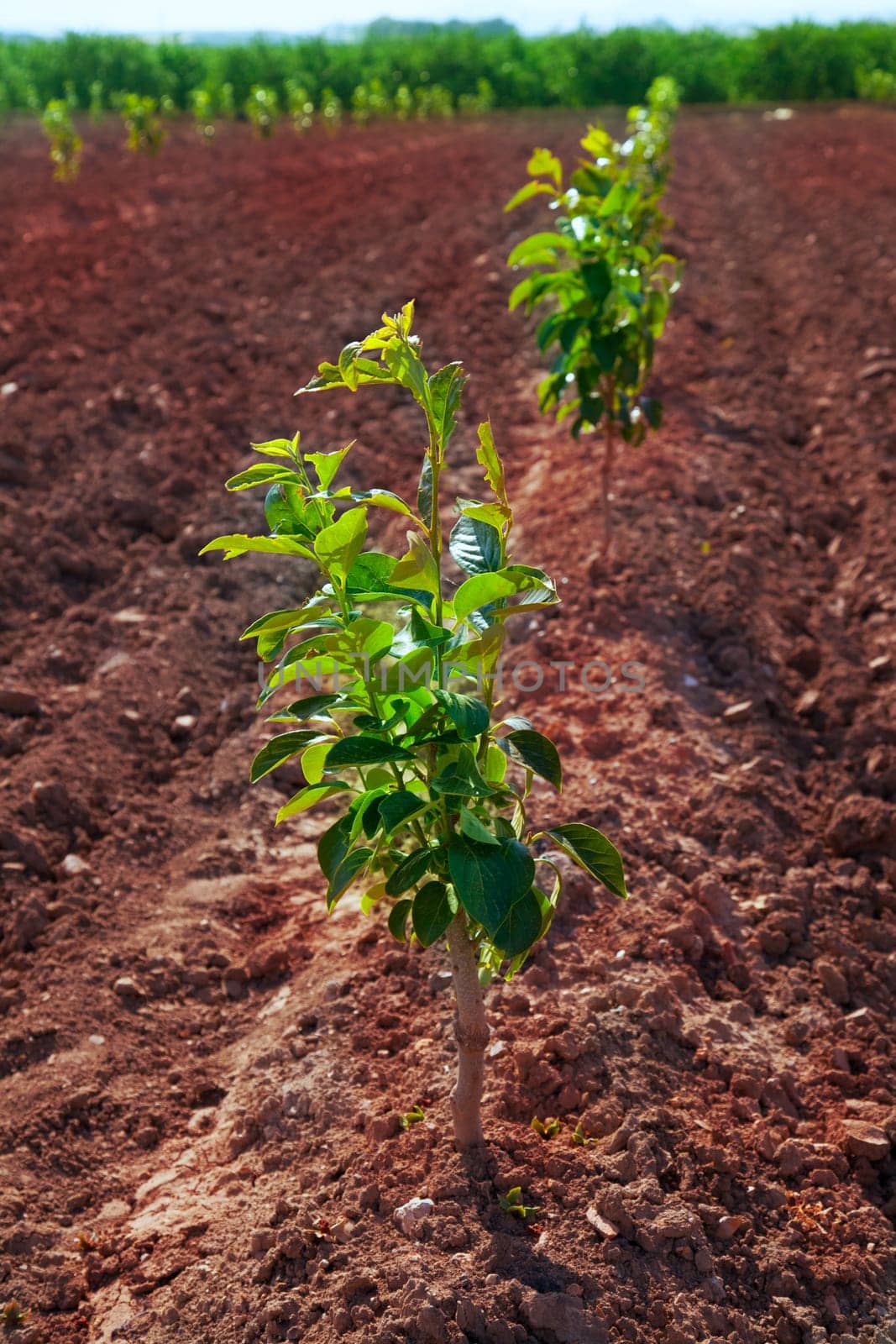 persimmon trees very young growing in a row on red brown soil