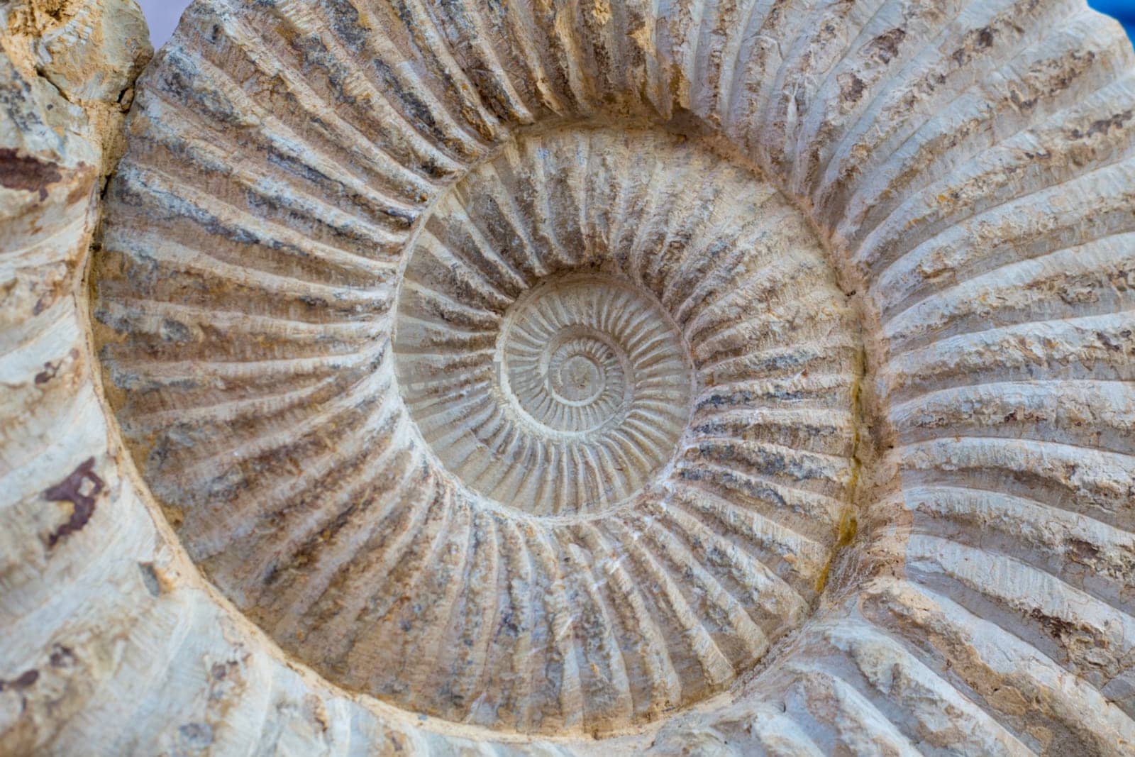 Ancient big snail spiral fossil detail