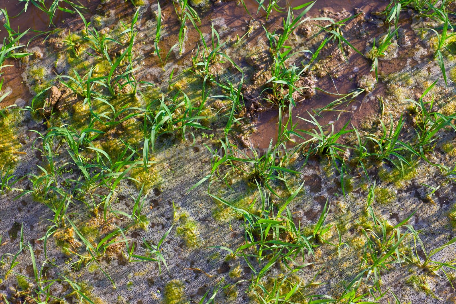 Rice fields irrigation with sprouts in a row on Spain