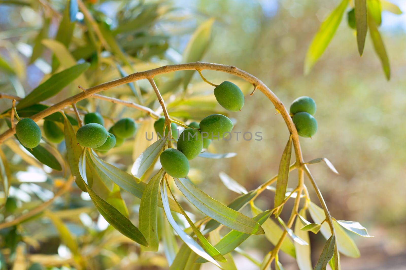 Detail of olive tree with green olives fruit in Mediterranean spain