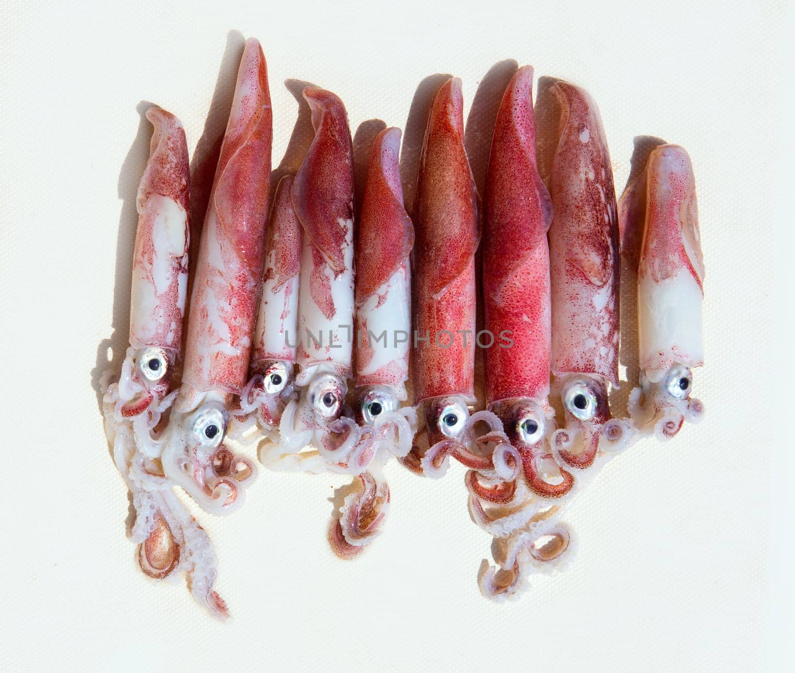fresh squid loligo vulgaris after catch in mediterranean sea