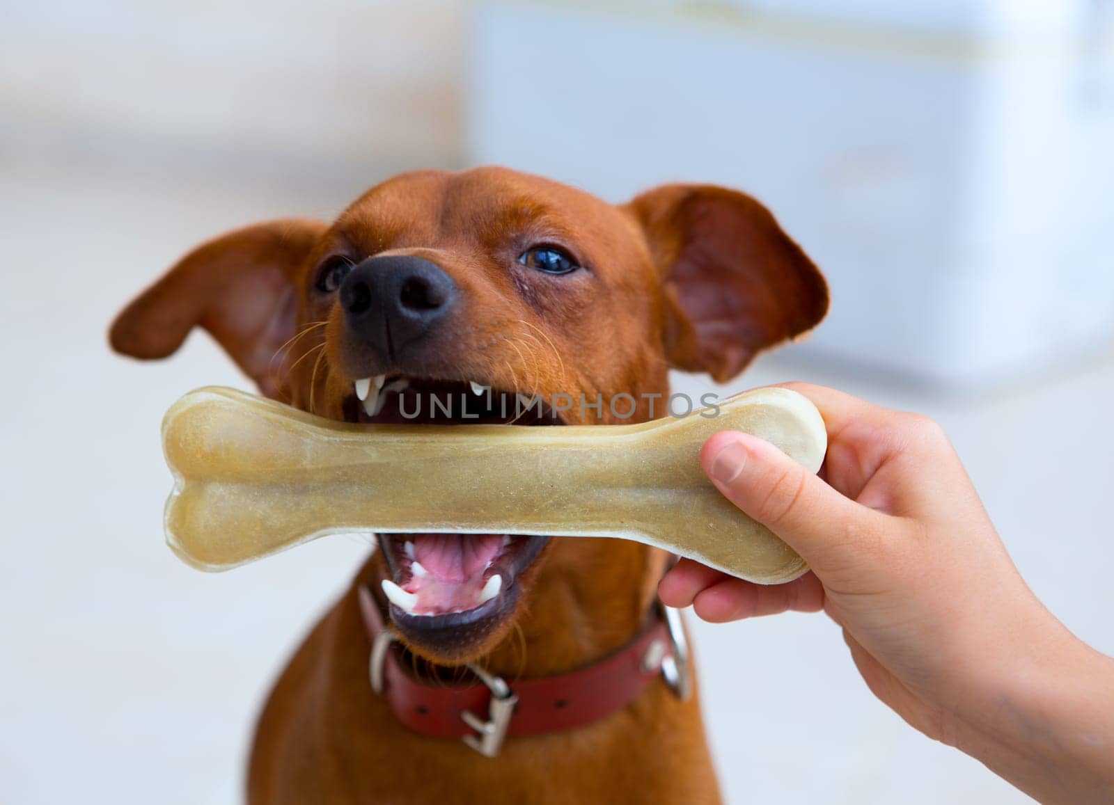 brown pinscher dog playing with bone with children hand