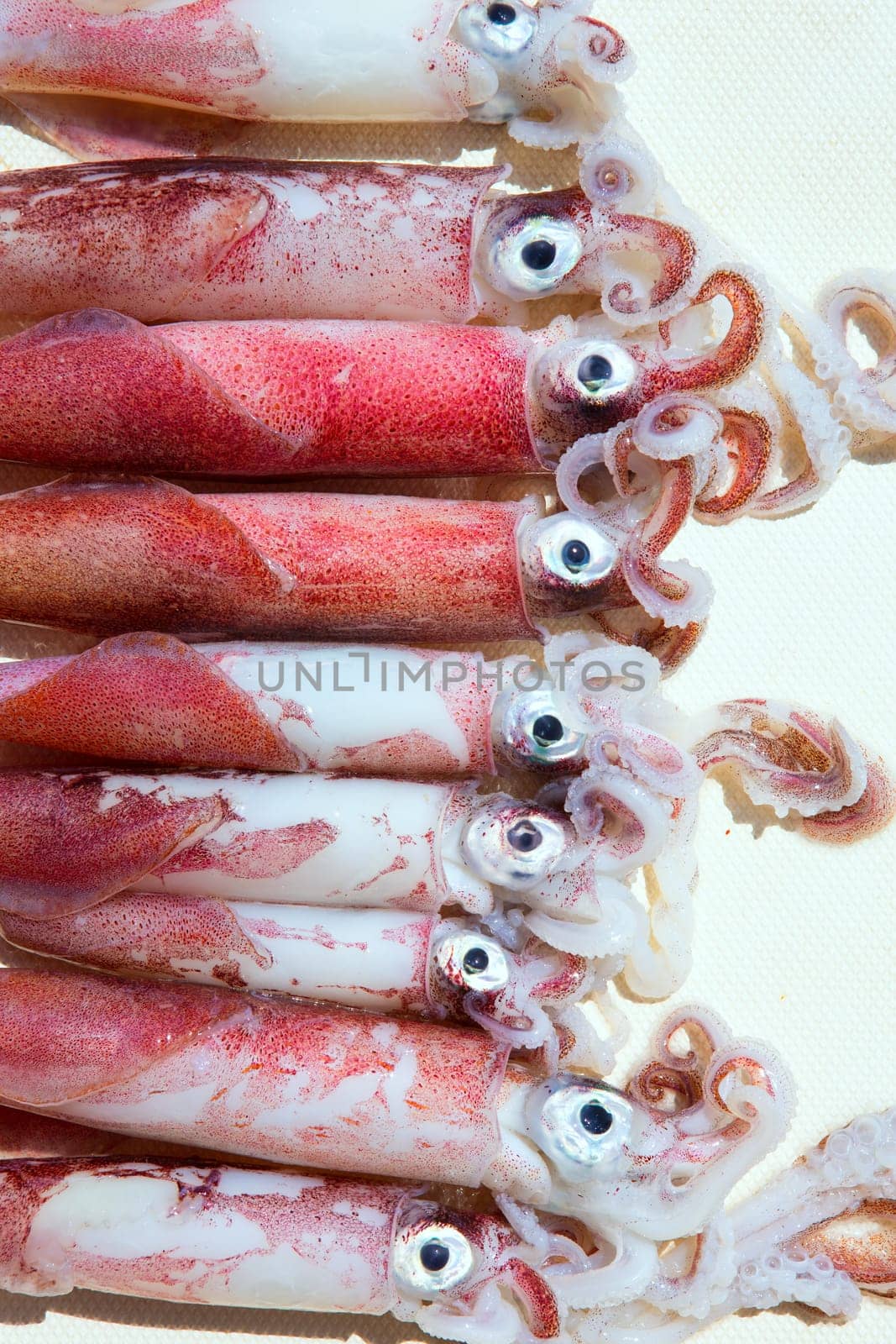 fresh squid loligo vulgaris after catch in mediterranean sea