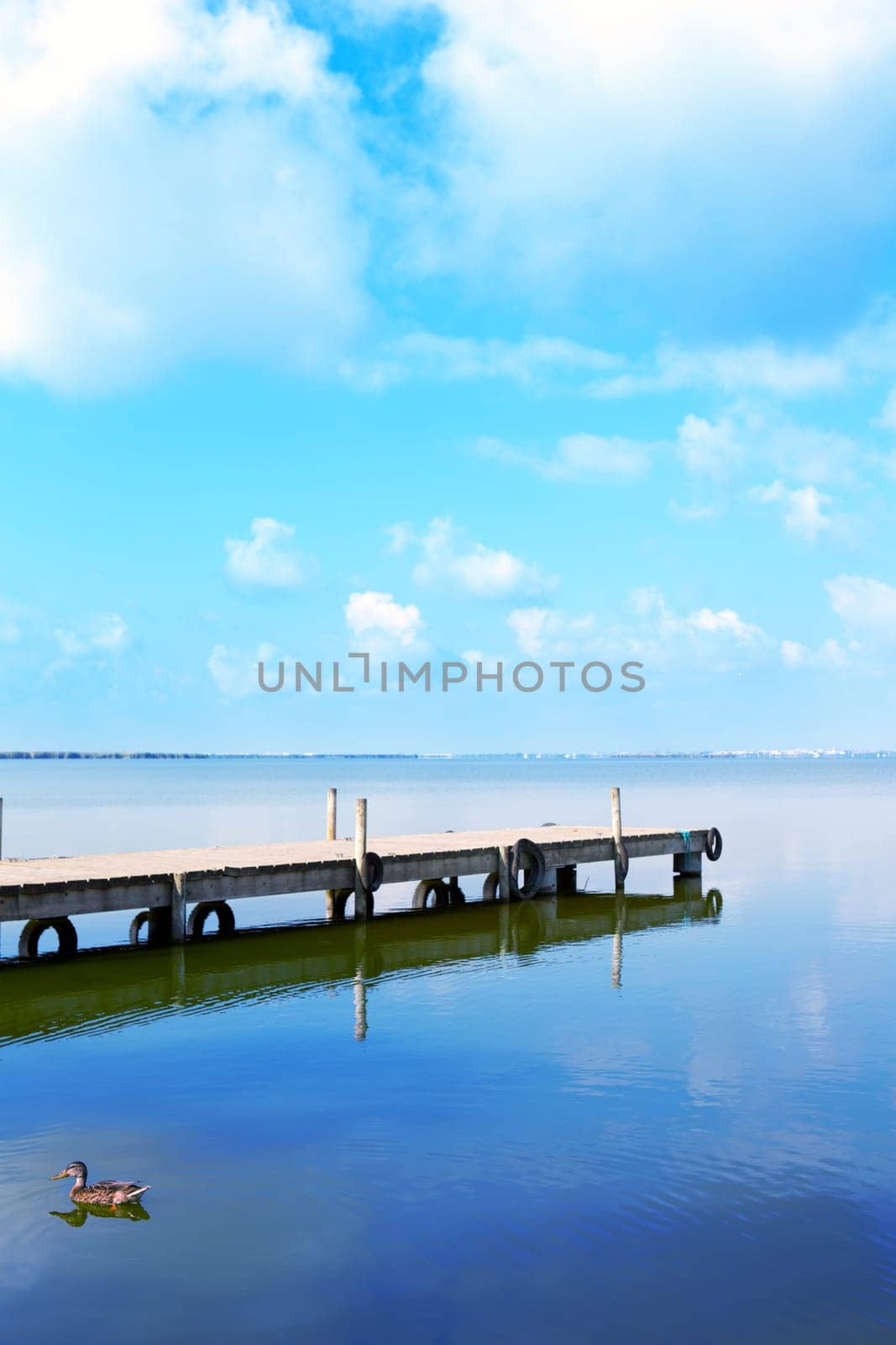 Albufera lake in Valencia El Saler under blue sky with duck