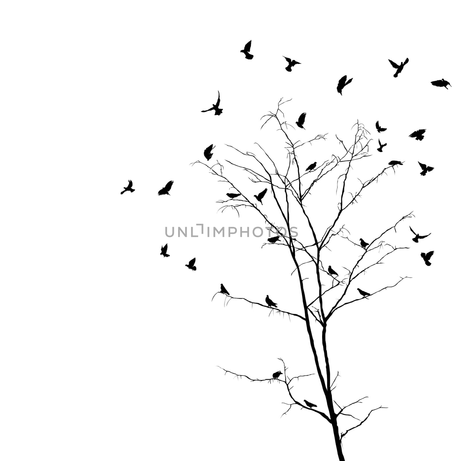 Silhouettes of birds over brunches of a leafless autumn tree. Isolated objects over white background.