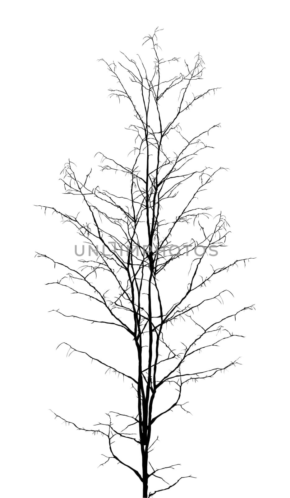 Leafless dry tree silhouette on white background