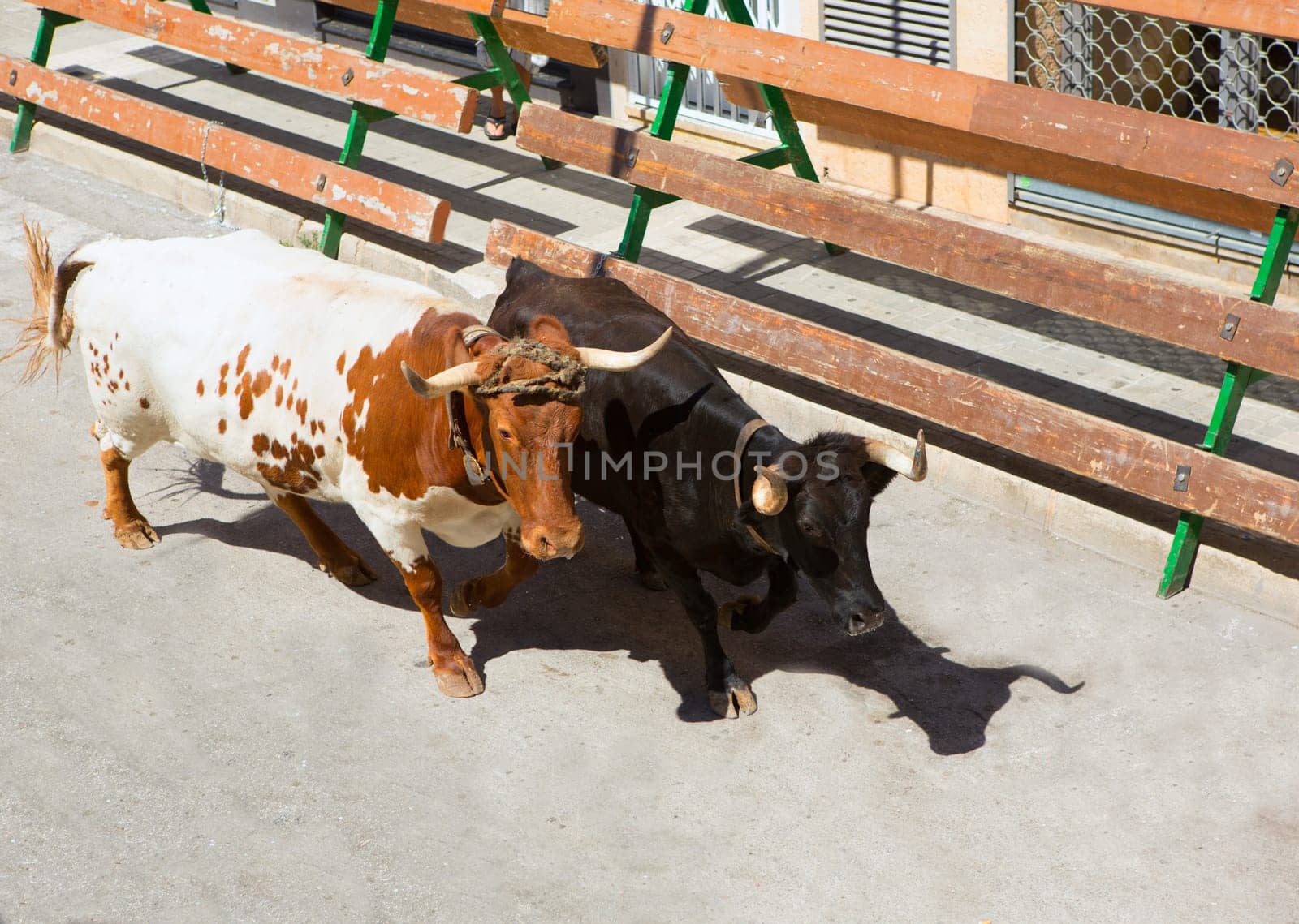 Bull at street traditional fest in Spain running of the bulls