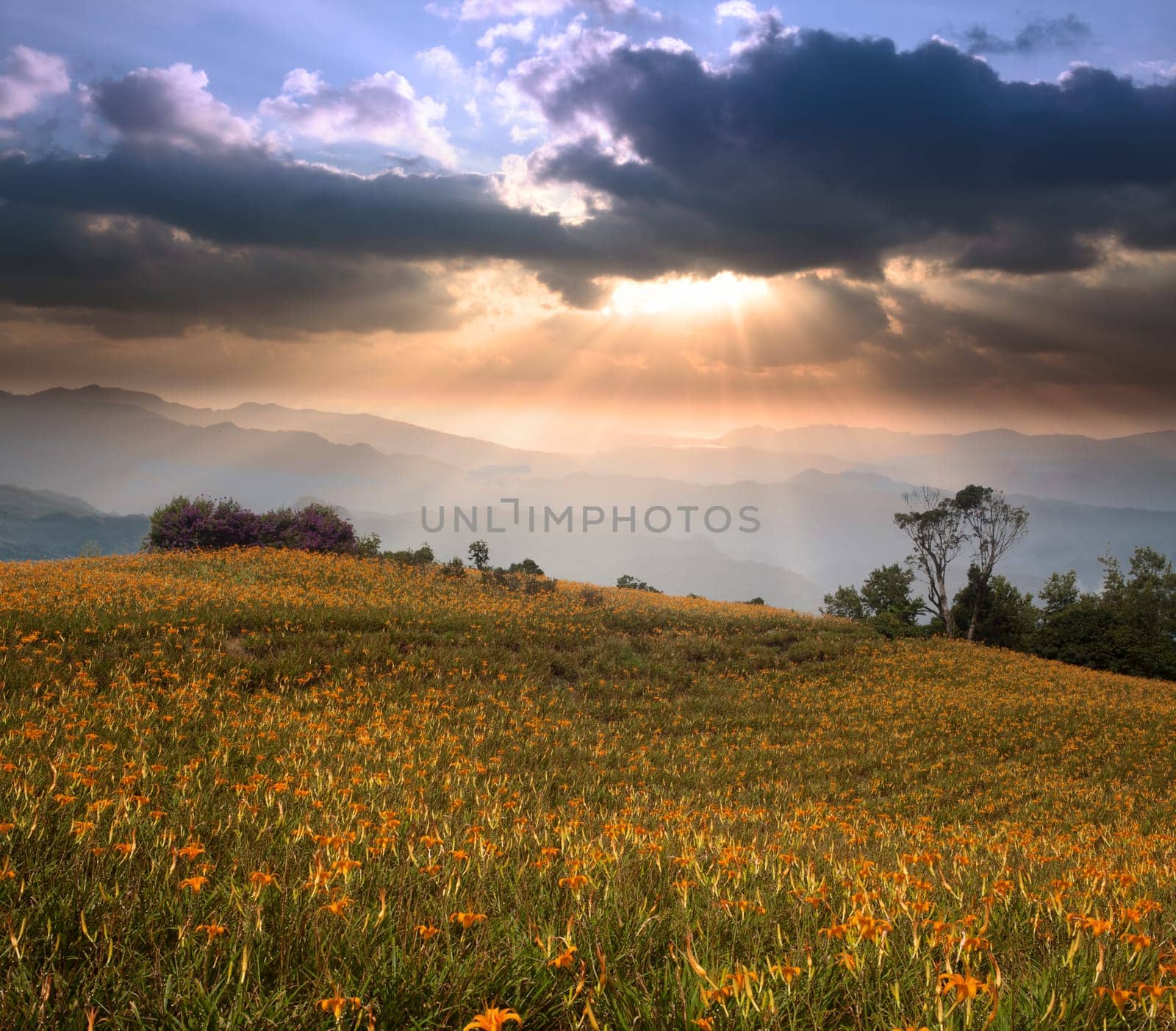 daylily field in the mountain with beautiful cloudscape background