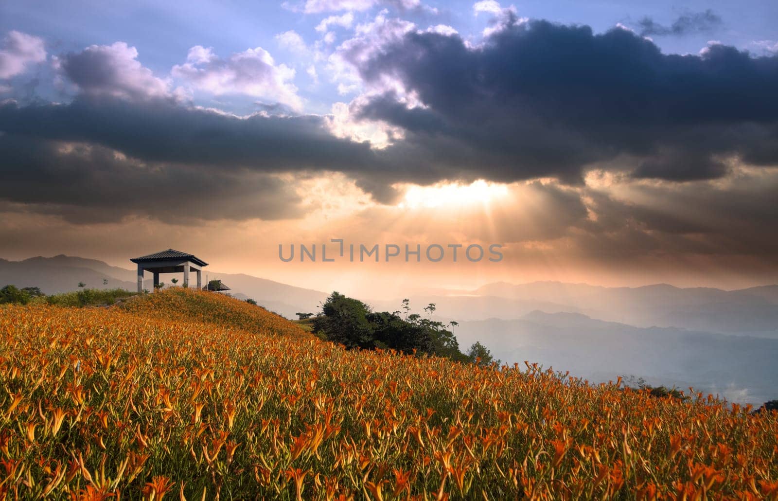daylily field in the mountain with beautiful cloudscape background