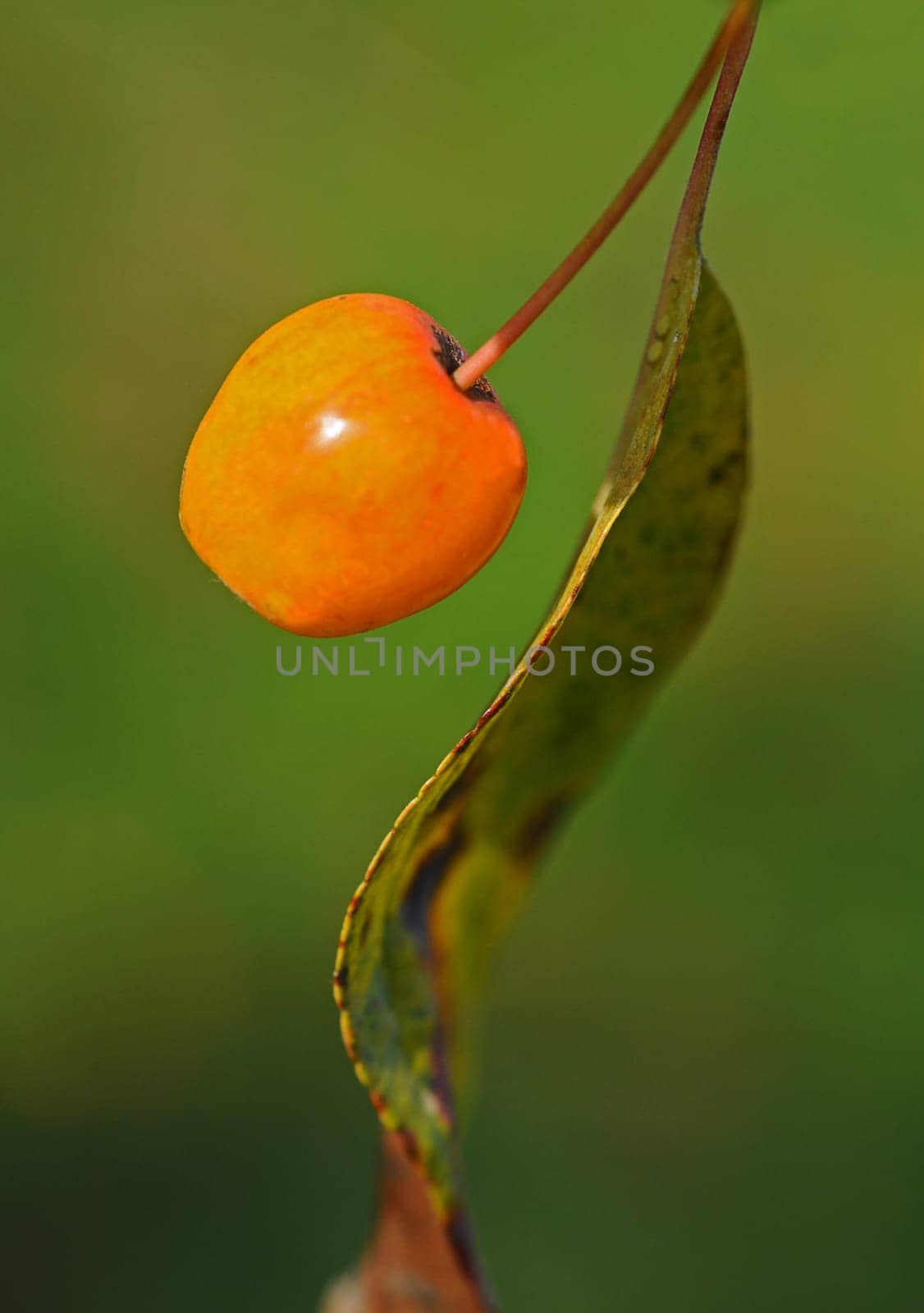 Ornamental apple