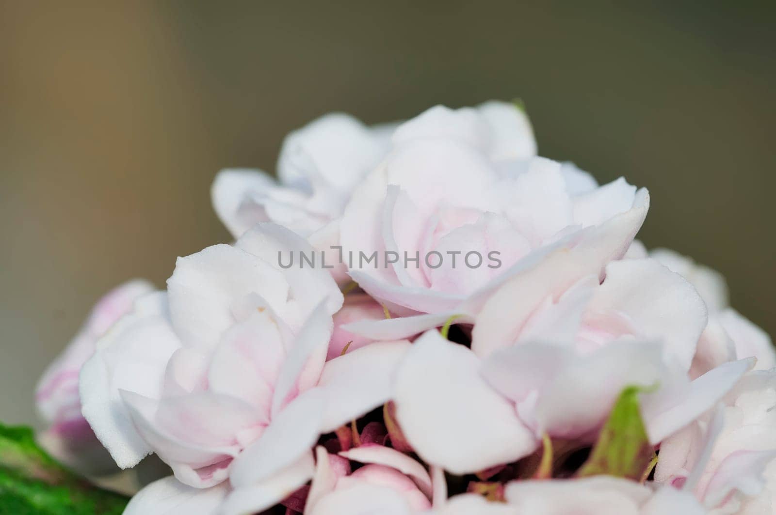 Euphorbia