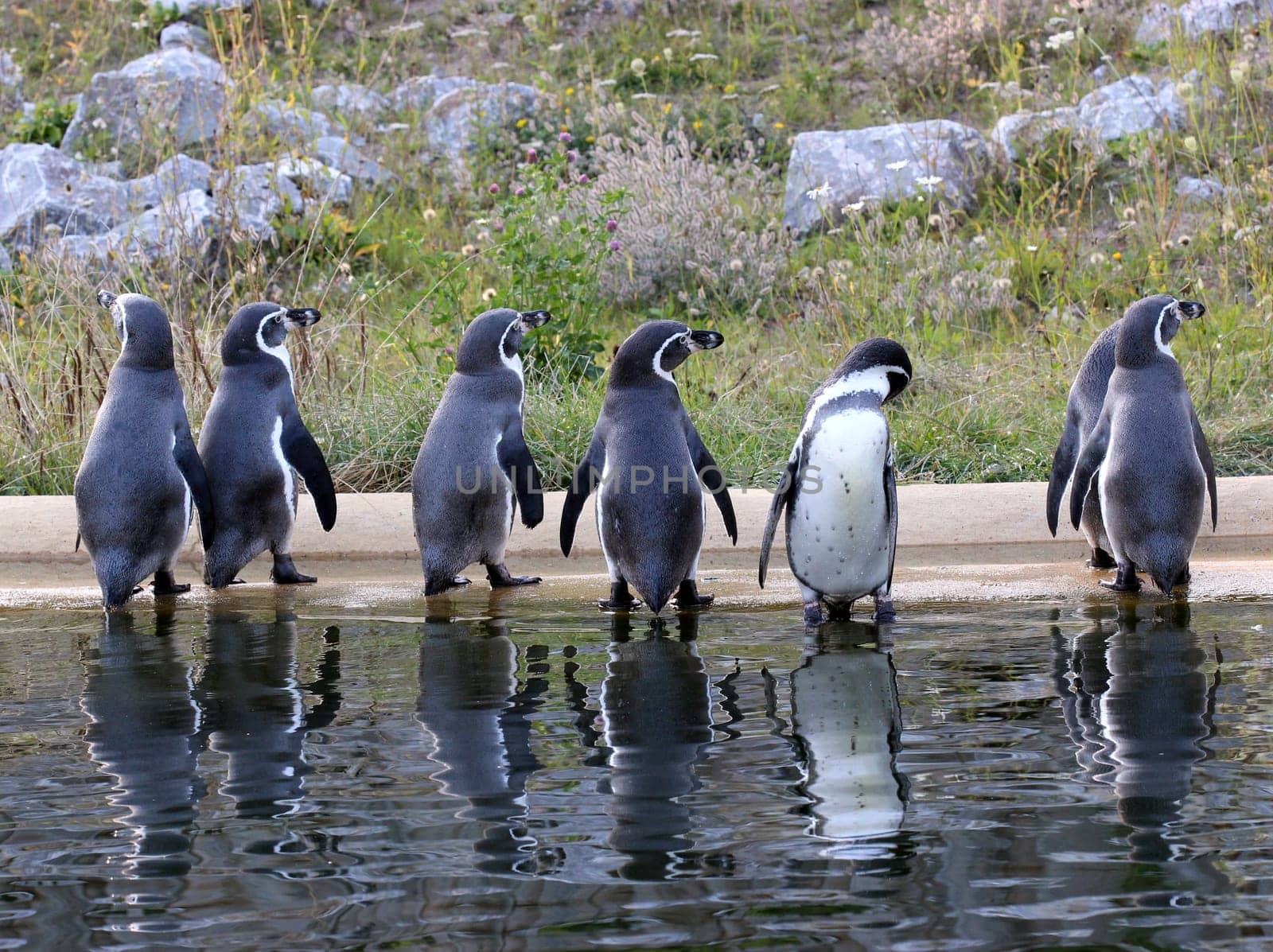 Seven Humboldt penguins with reflection
