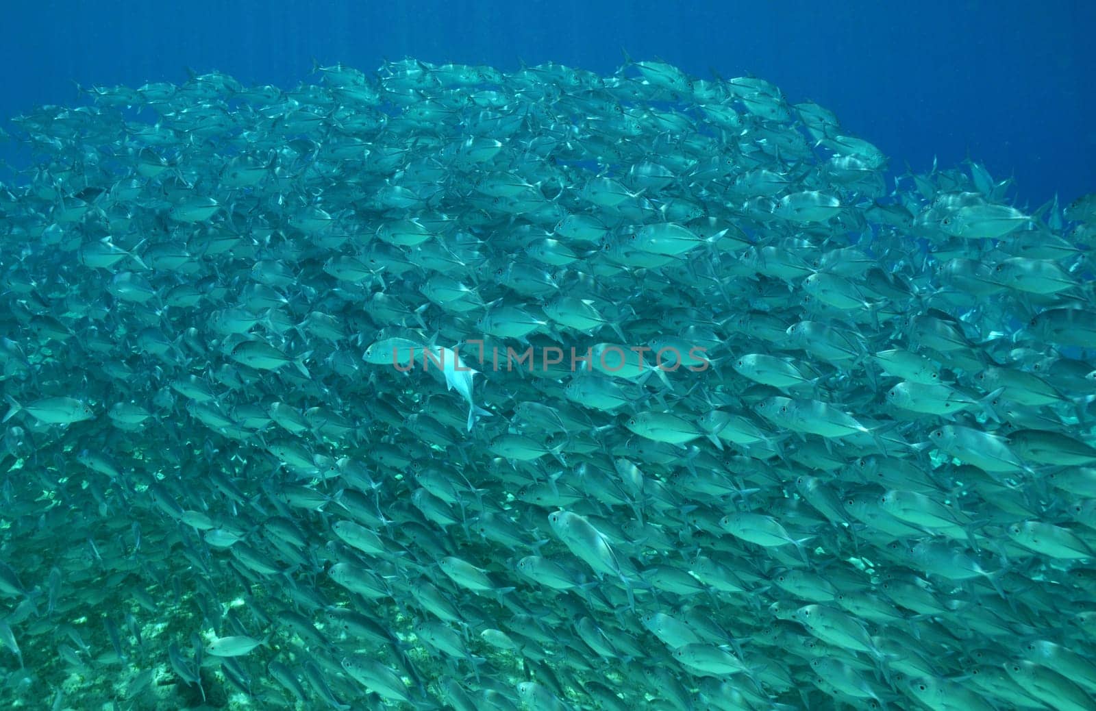 School of mackerel in Palawan / Philippines