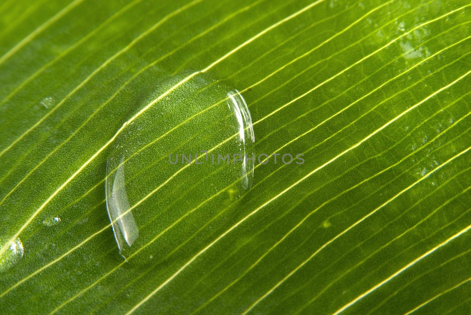 Beautiful green leaf with little water drops close up.