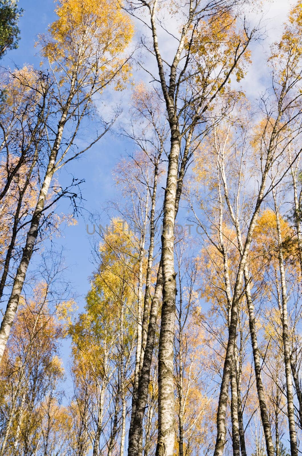Birch forest in autumn.  View from the bottom up