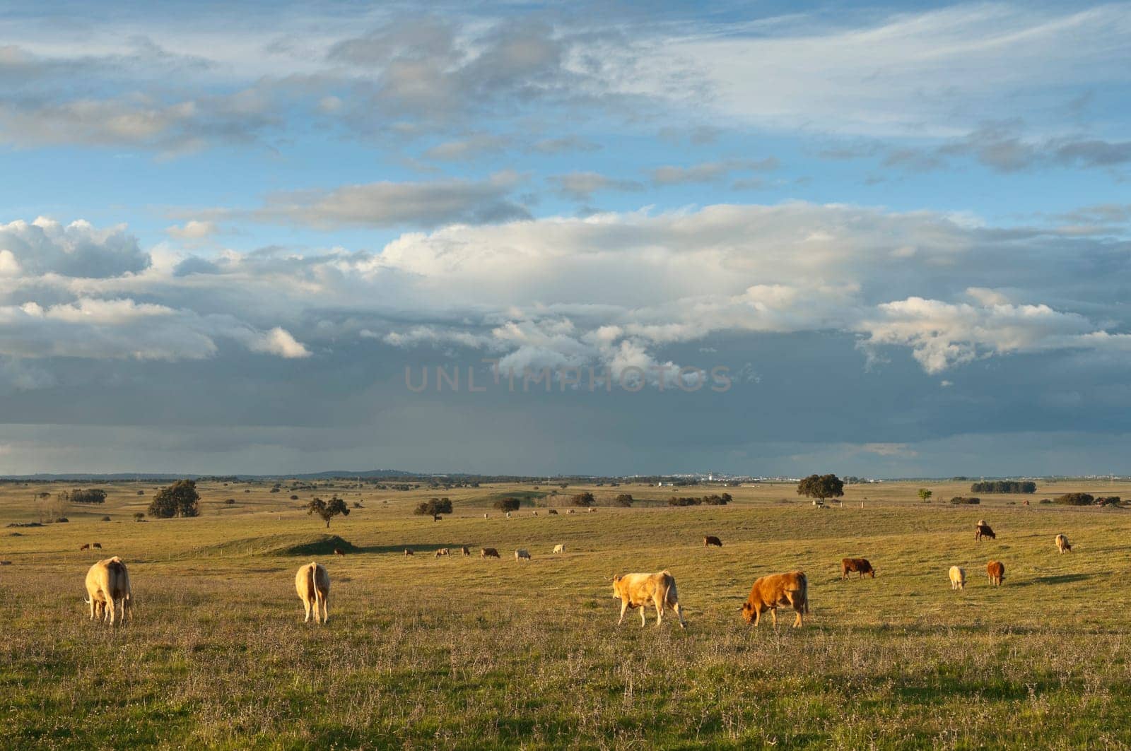 Herd of cows in the fields of Alentejo, Portugal