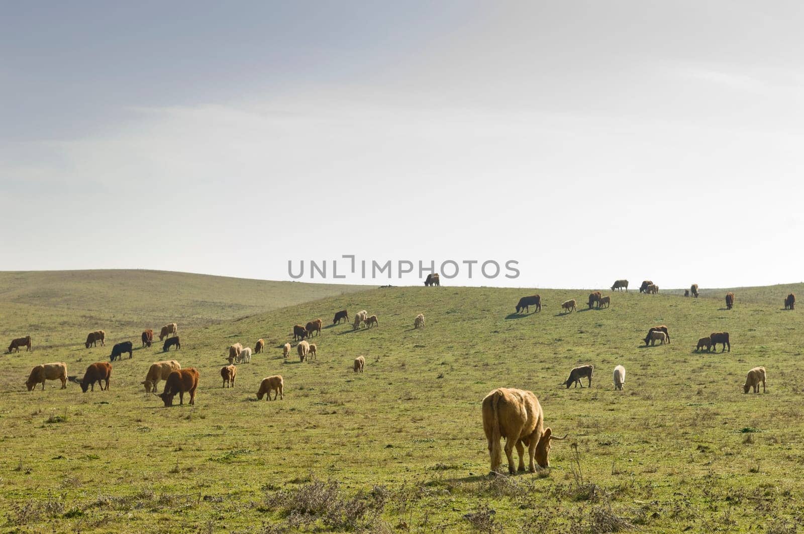 Herd of cows in the fields of Alentejo, Portugal