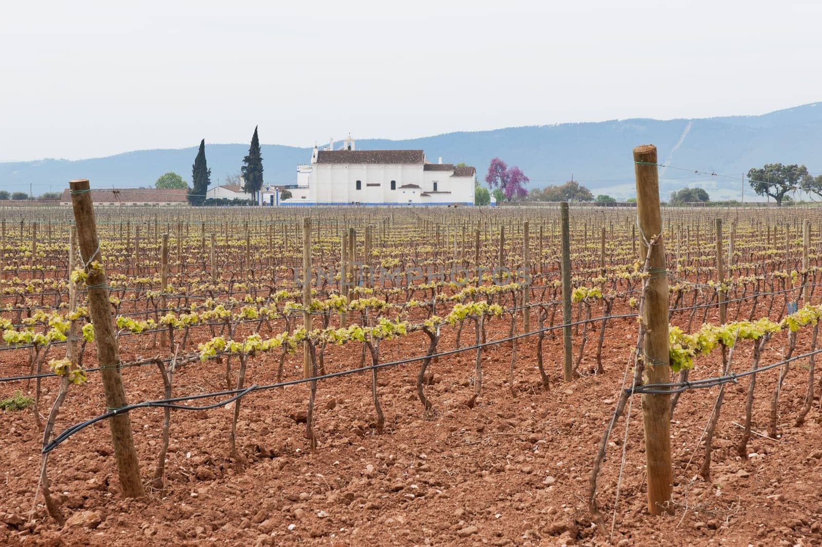 Spring bud break in the vineyards of Borba, Alentejo, Portugal