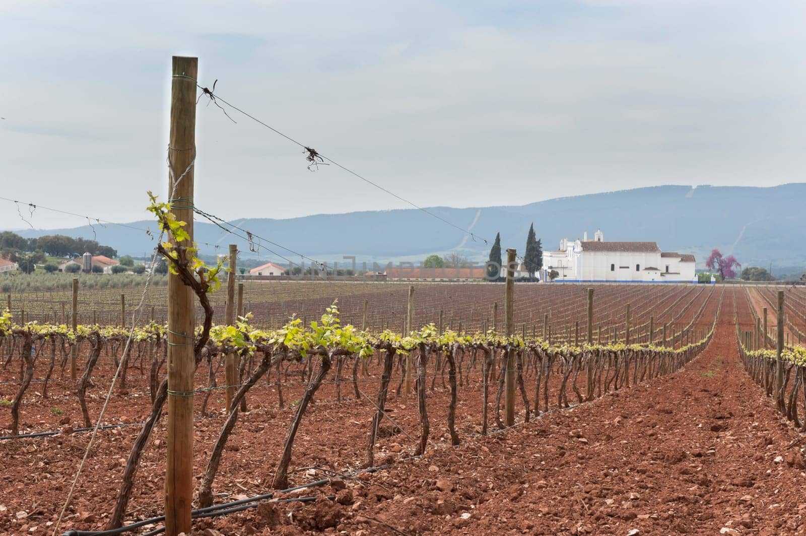 Spring bud break in the vineyards of Borba, Alentejo, Portugal