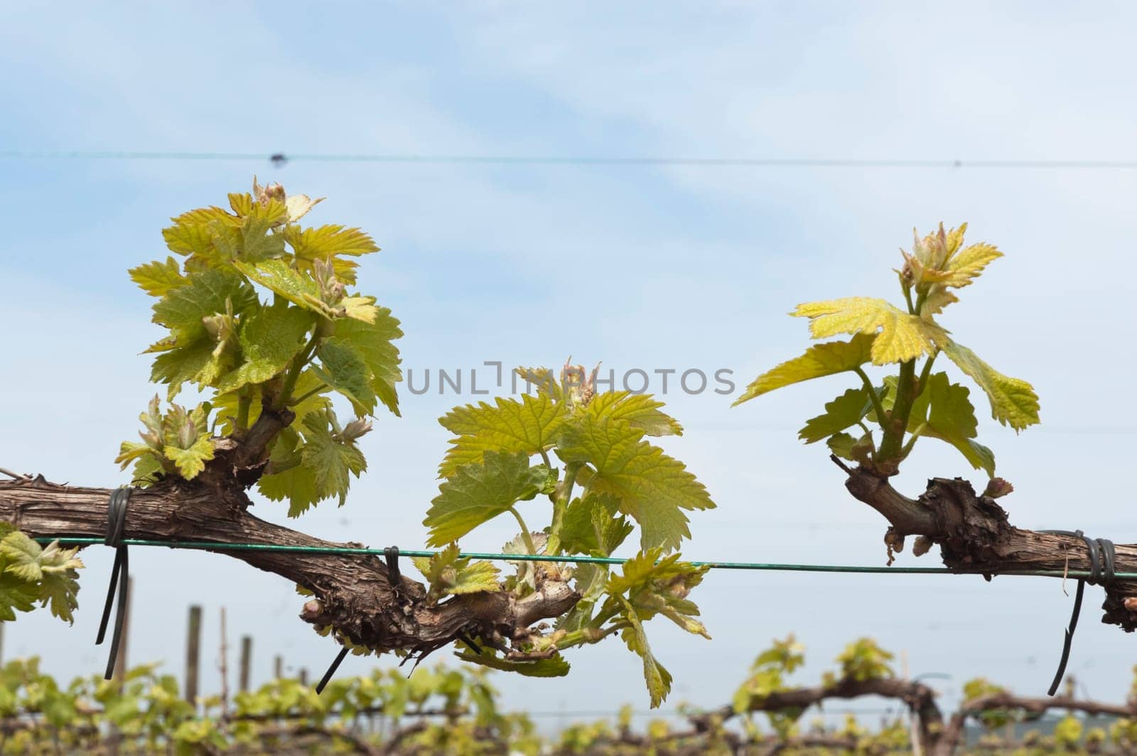 Spring bud break in the vineyards of Borba, Alentejo, Portugal