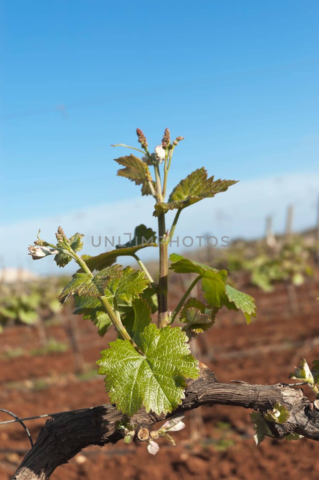 Spring bud break in the vineyards of Borba, Alentejo, Portugal