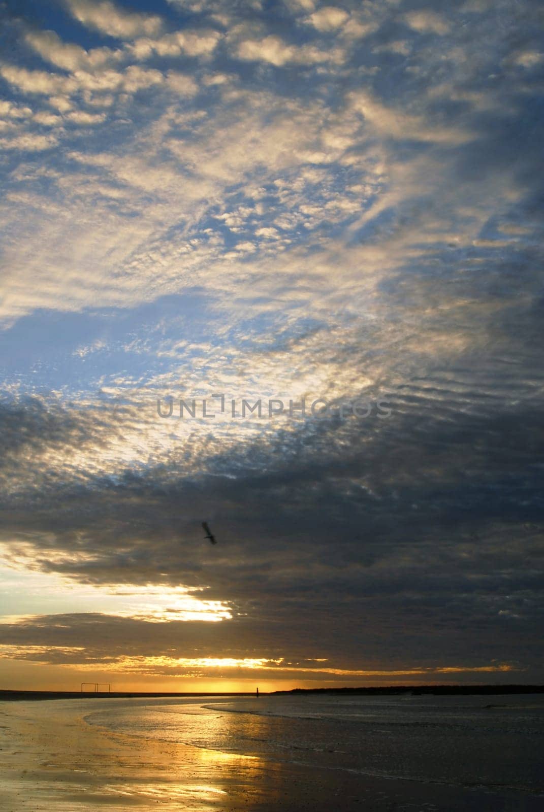 Golden sunset under a dramatic cloudy sky with sea gull in movement. Montevideo seashore, Uruguay