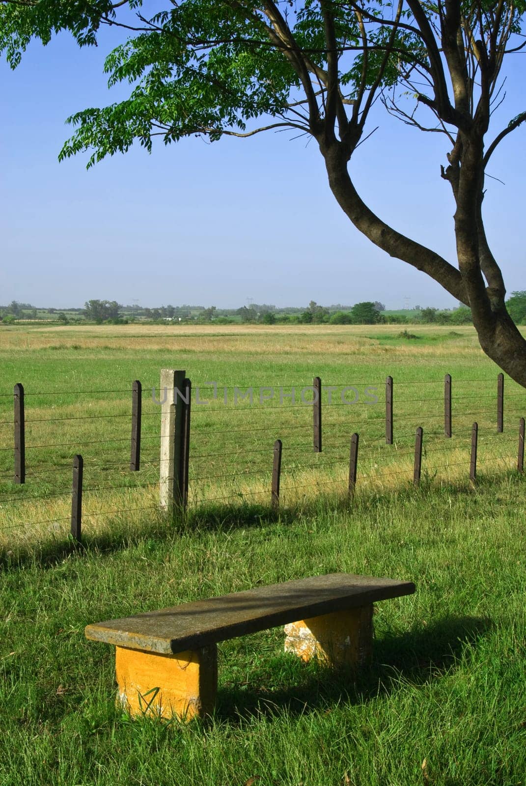 Single bench on green grass in a sunny day in the meadow.