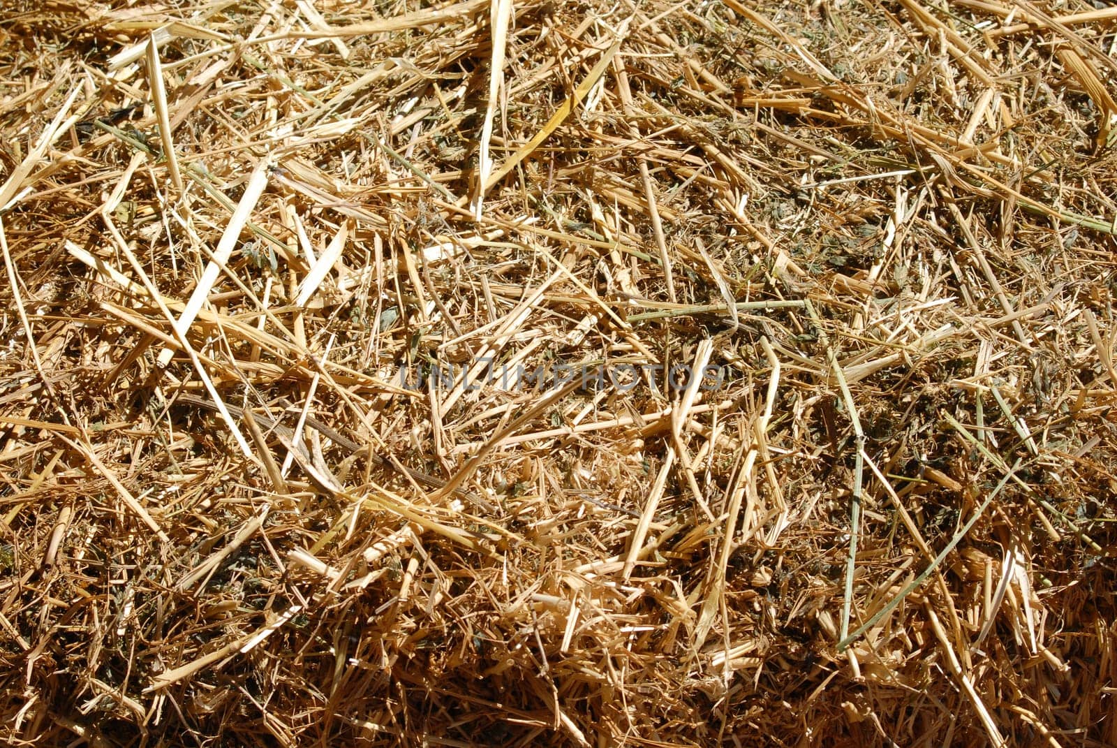 Hay background on a sunny day.