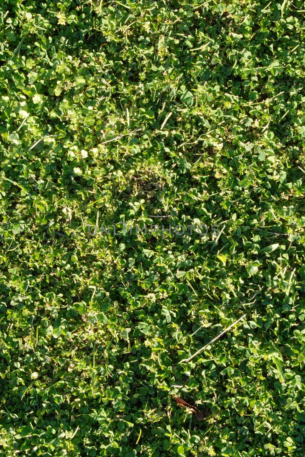 Clovers and green grass texture background