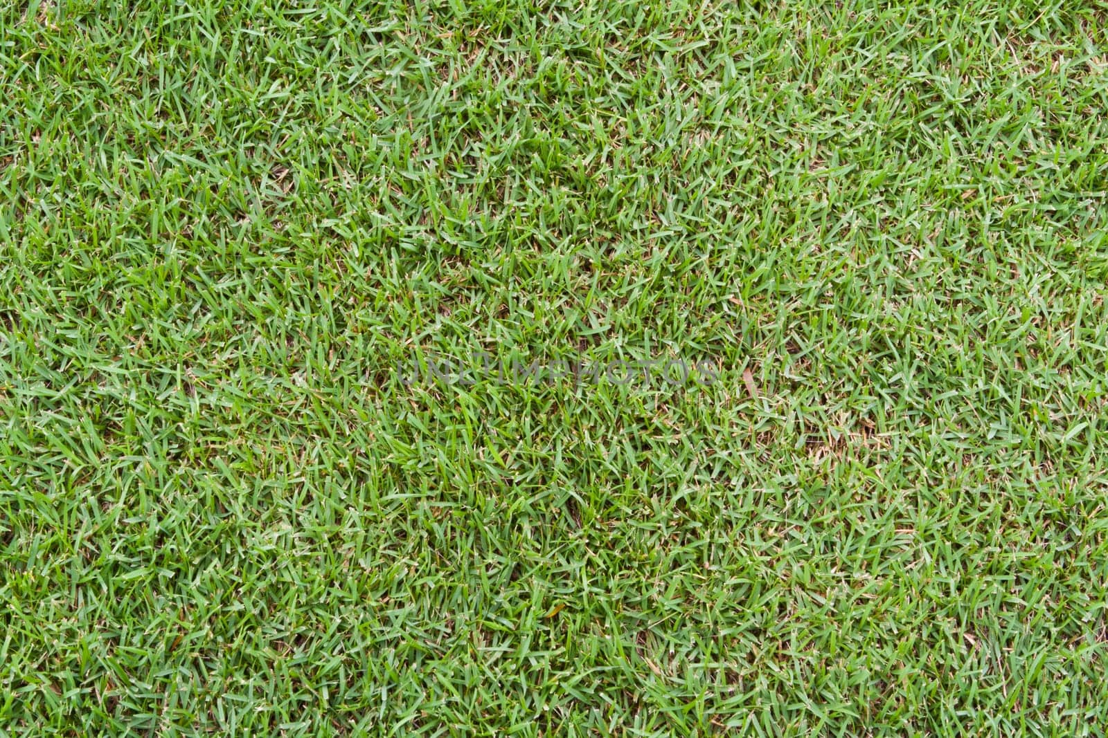 Green grass golf club for the background.