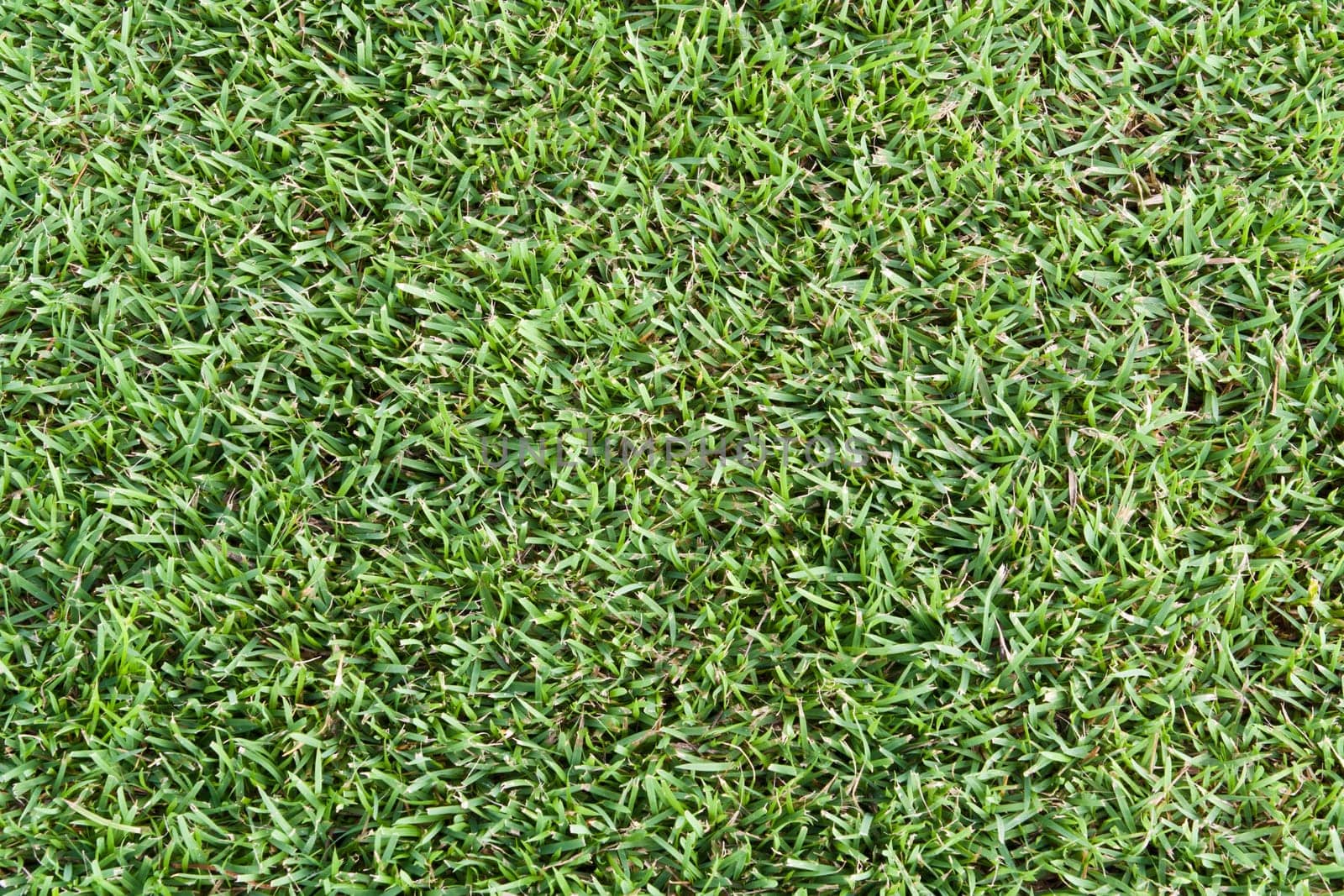 Green grass golf club for the background.