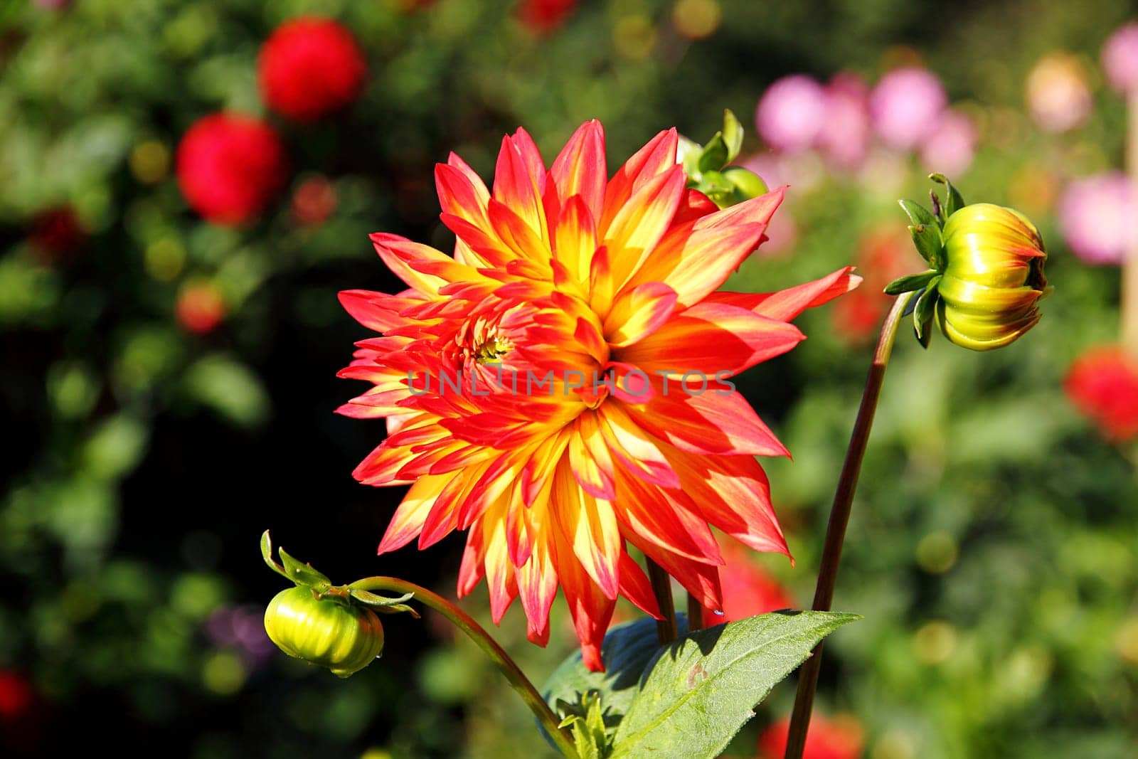 colorful dahlia blossom