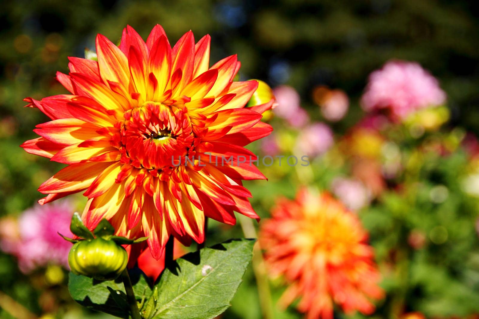 colorful dahlia blossom