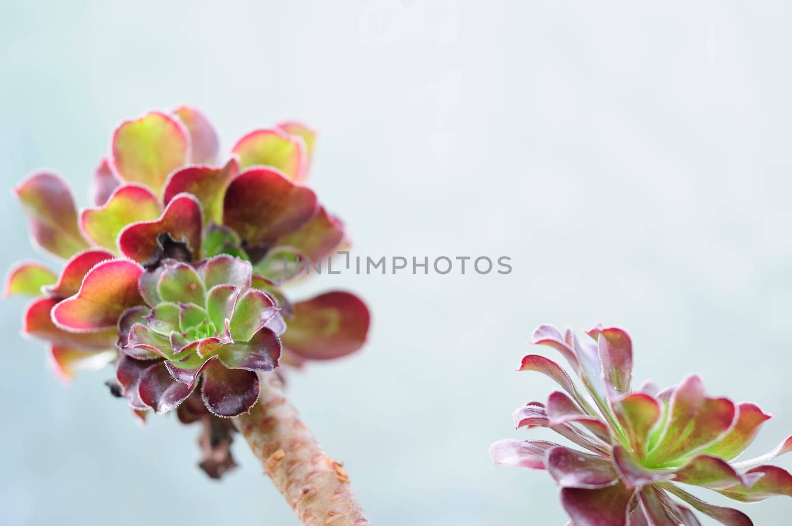 Aeonium