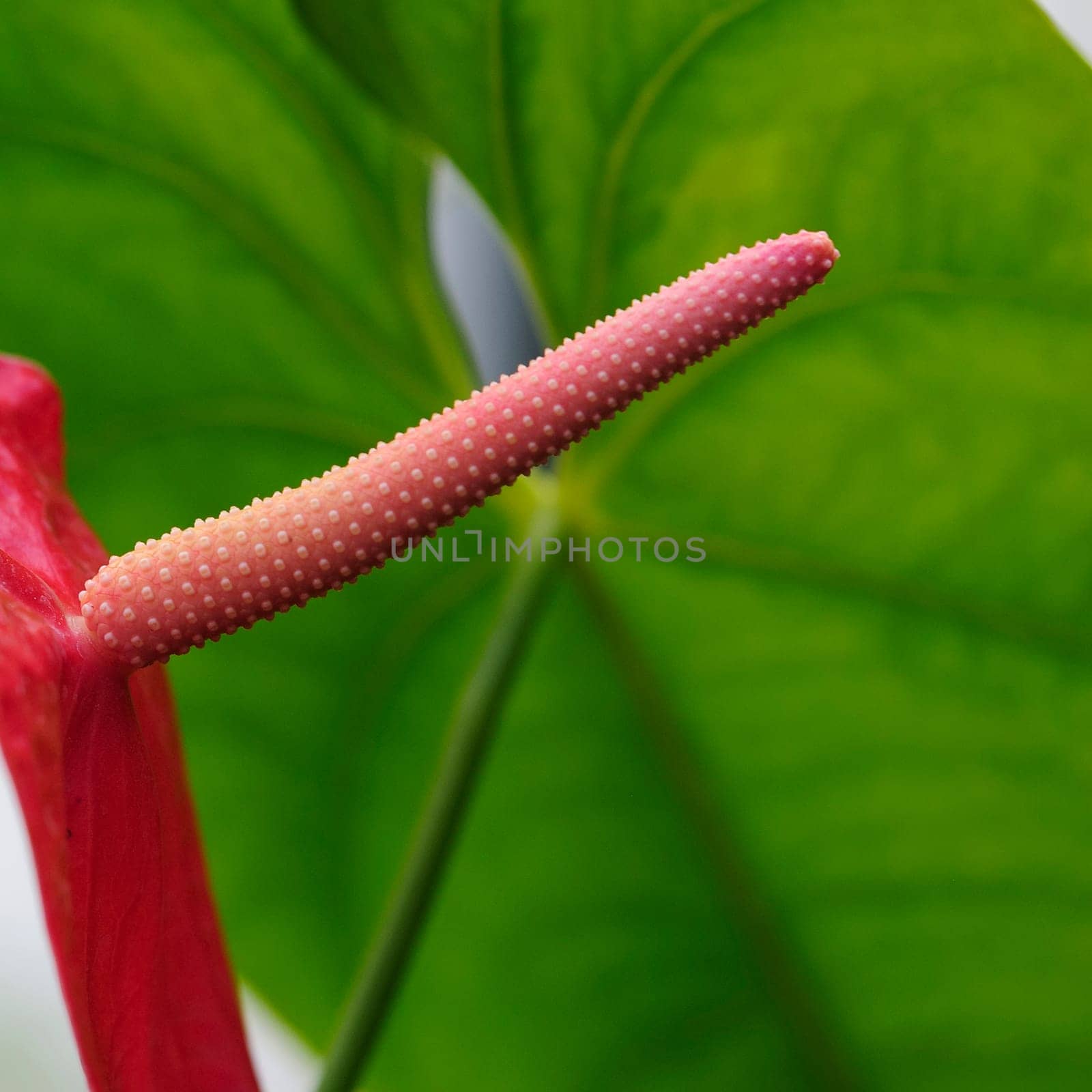Flamingo Flowers