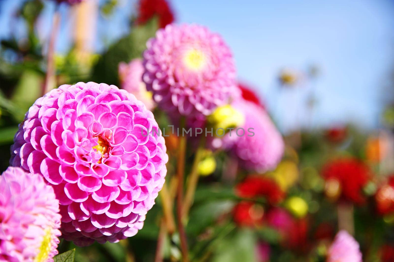 colorful dahlia blossom