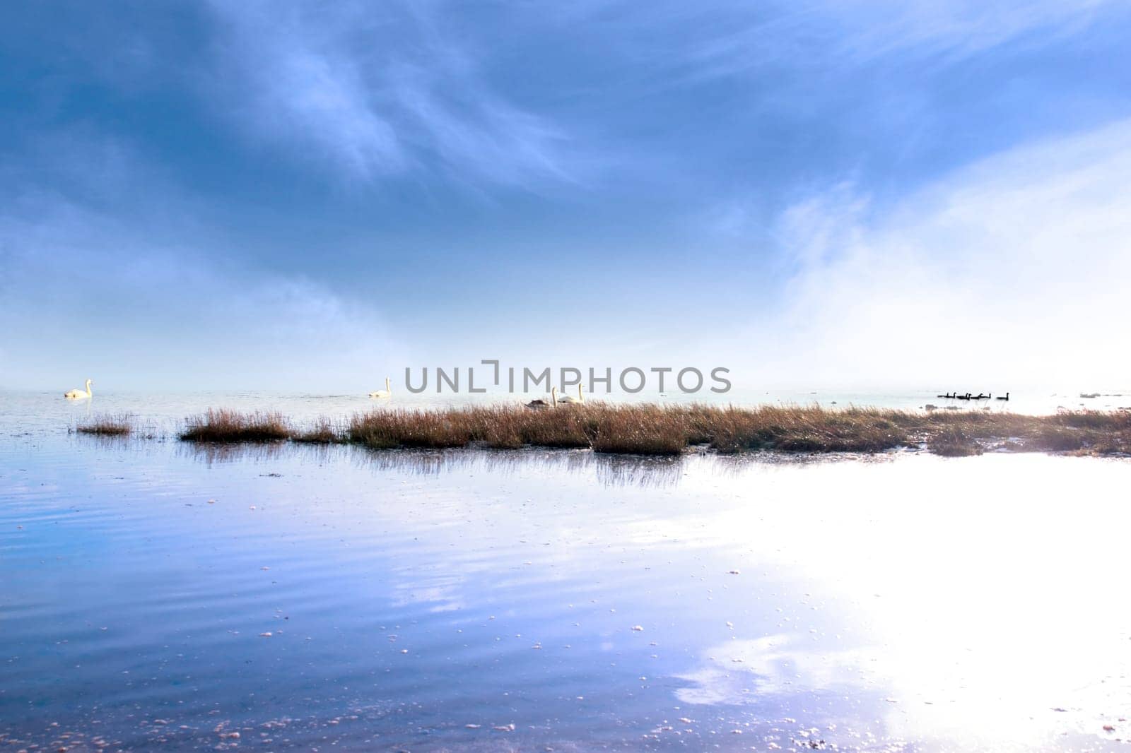 a family of swans gliding on the calm water with rushes and blue sky and a fog rolling in at sunset