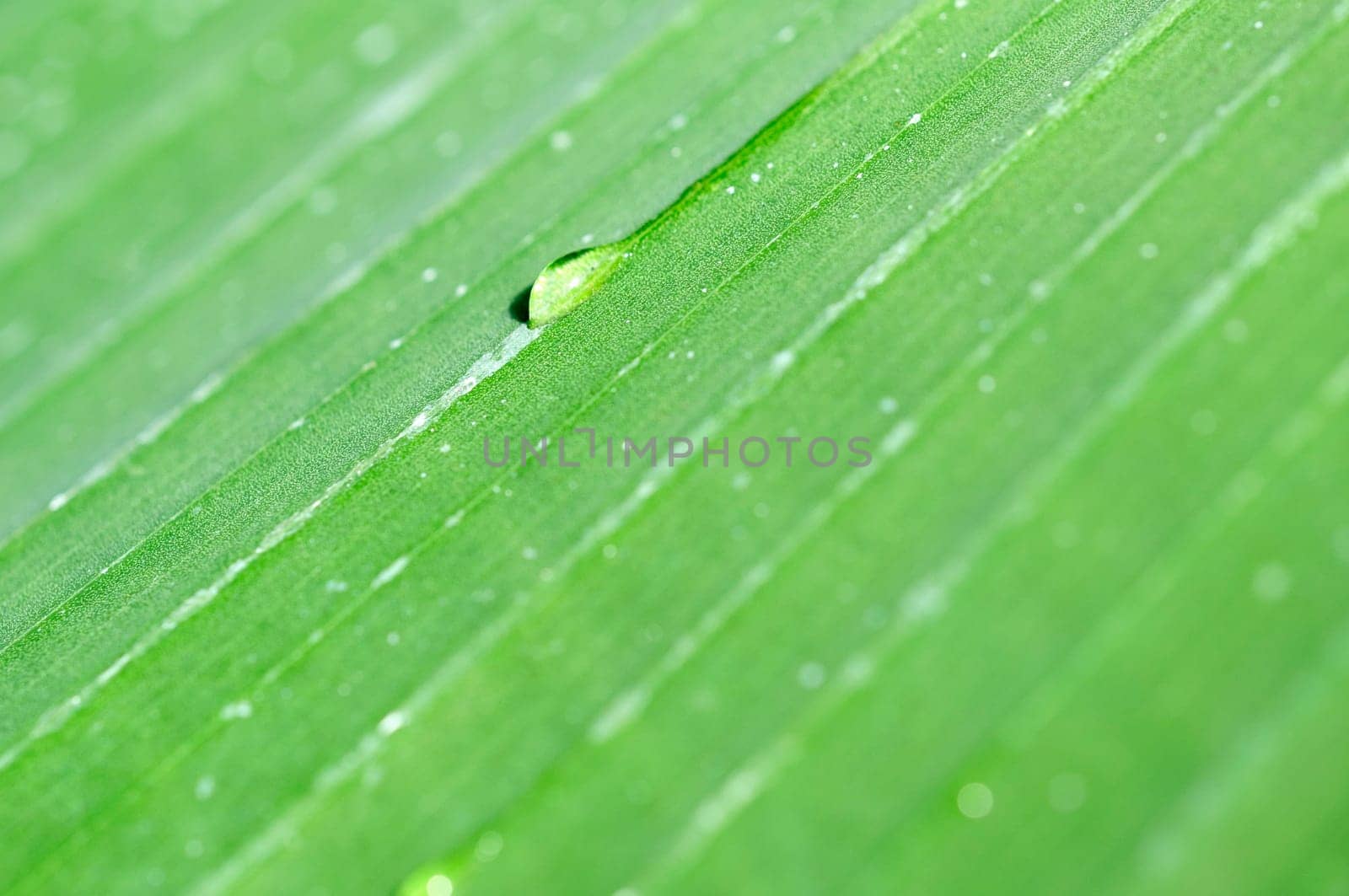 Banana leaf drops