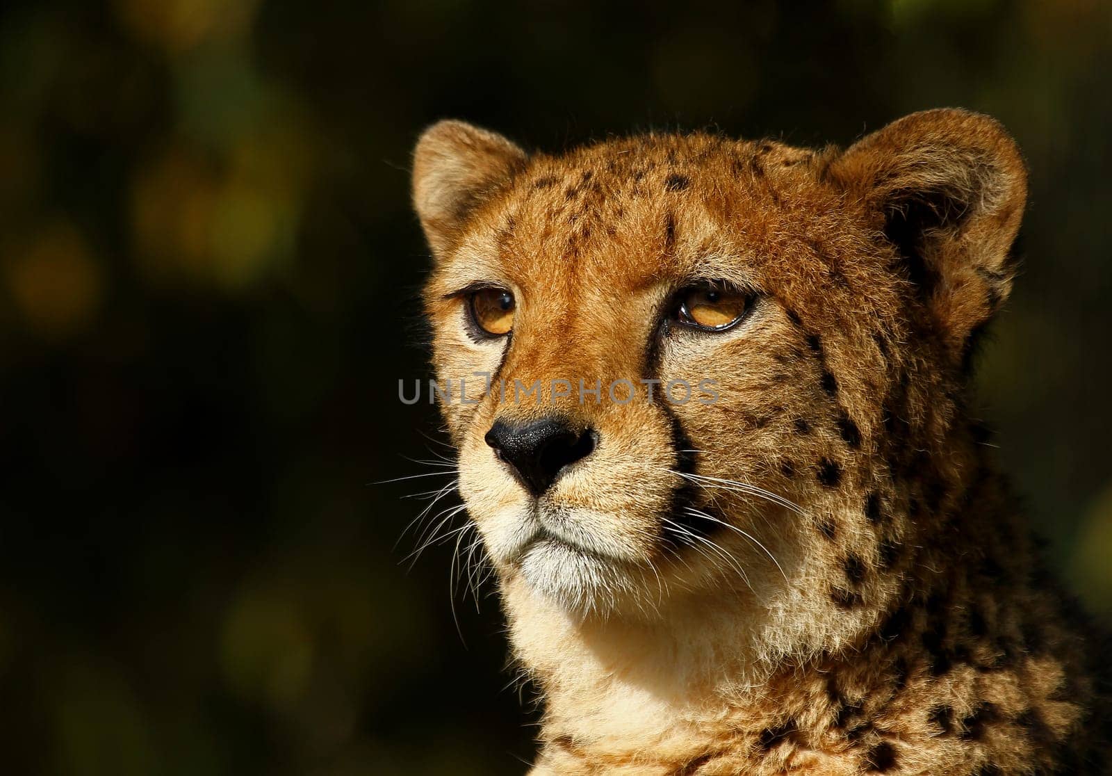 Cheetah portrait