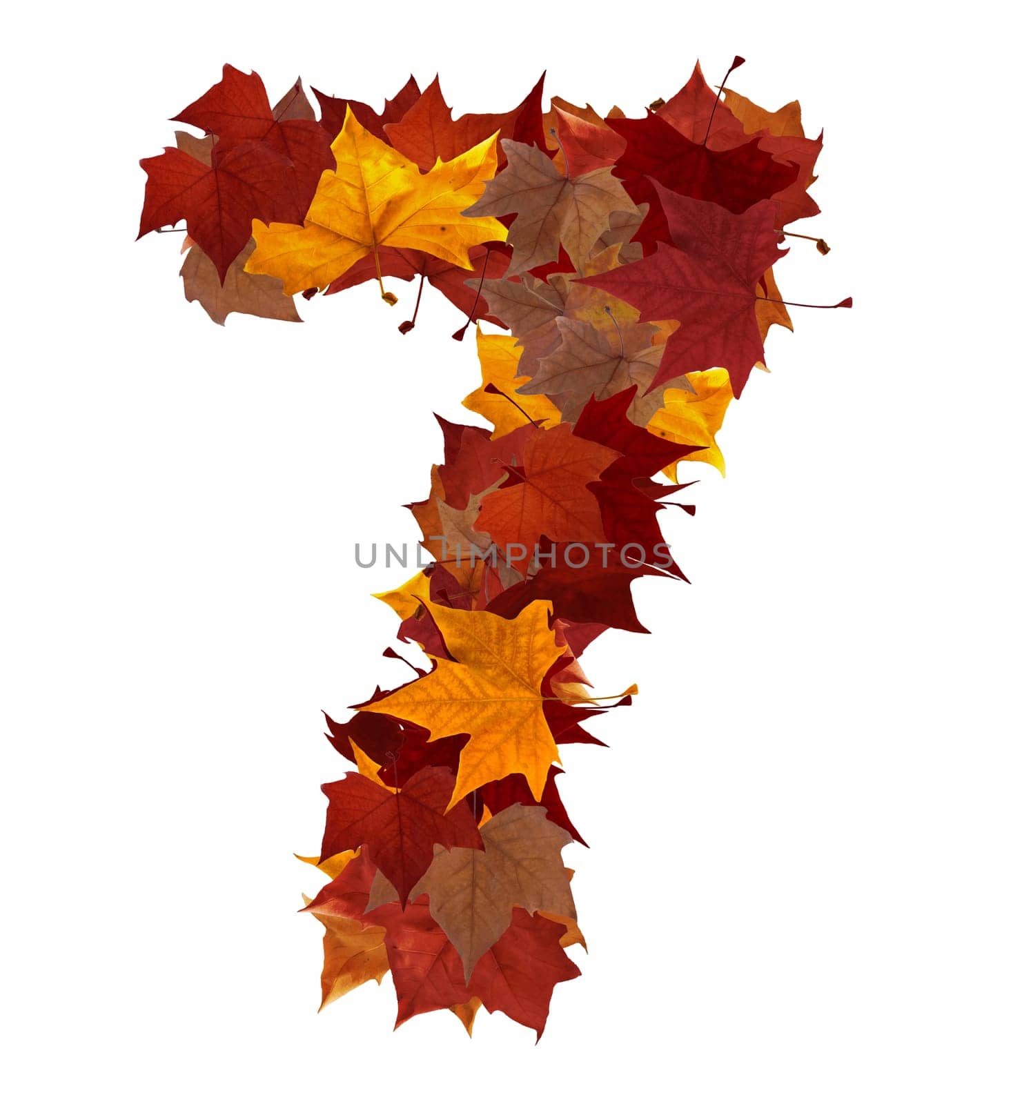 Number 7 made with autumn leaves. Isolated on white with clipping path, so you can easily cut it out and place over the top of a design. Find others symbols in our portfolio to compose your own words.
