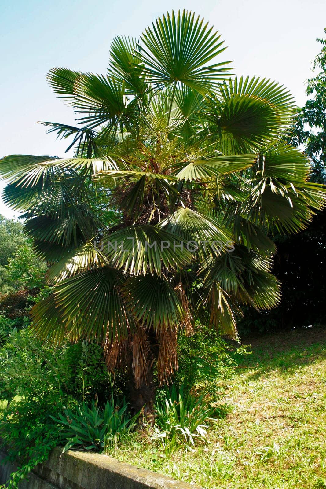 Palm tree