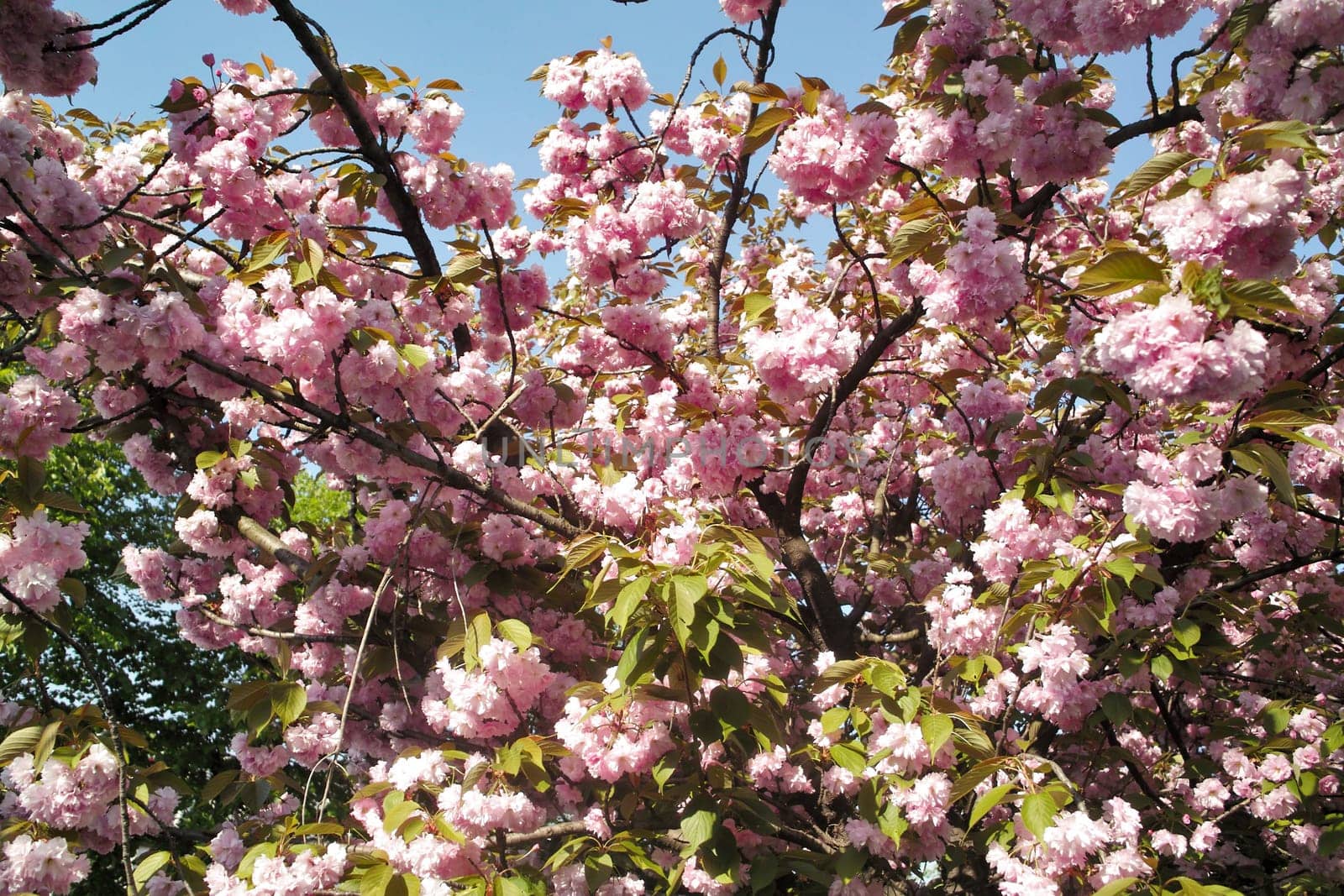 A beautiful spring day